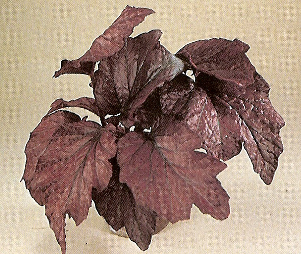 B. ‘Fever’